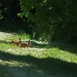 Gemuetliche In Kaifenheim