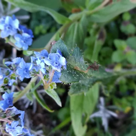 Gemuetliche Ferienwohnung In Kaifenheim Apartment *