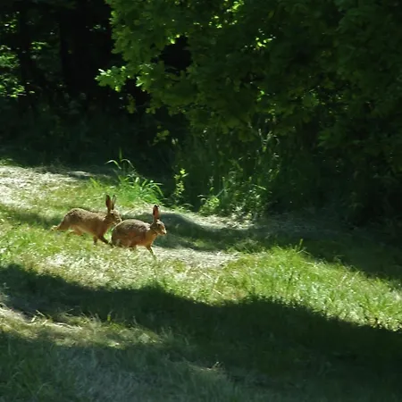 Gemuetliche In * Kaifenheim