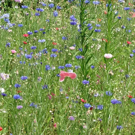 Gemuetliche Ferienwohnung In Kaifenheim Apartment Kaifenheim