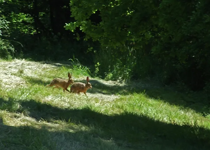 Gemuetliche In * Kaifenheim