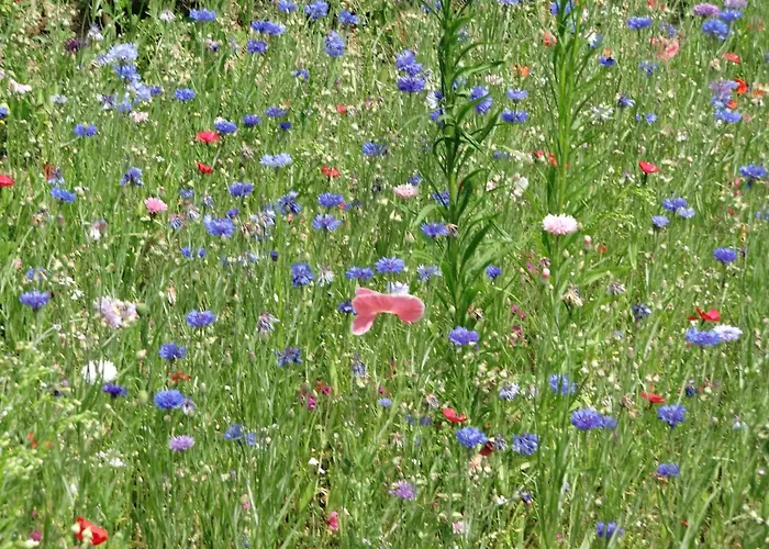 Gemuetliche In Apartamento Kaifenheim